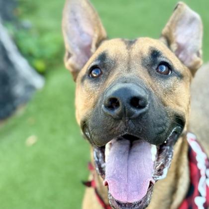 Oliver, a Adoptable mixed breed in Largo, FL image 2/3