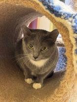 Filch, Adoptable, Adult Male Domestic Short Hair & Domestic Short Hair.