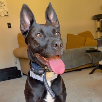 Enlarge Zara, a Adoptable Shepherd in Lynchburg, VA image 1/2