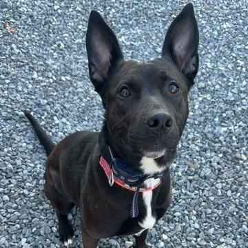 Enlarge Zara, a Adoptable Shepherd in Lynchburg, VA image 2/2