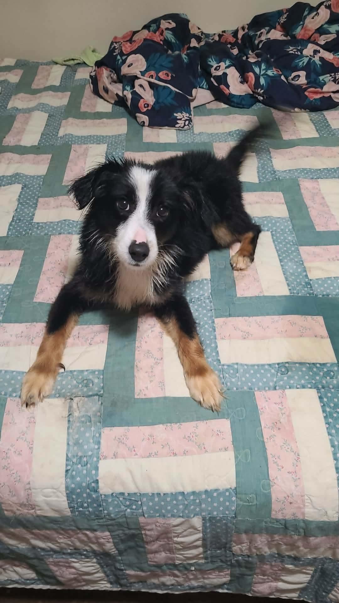 Mar, ADOPTABLE, Adult Female Border Collie & Corgi.