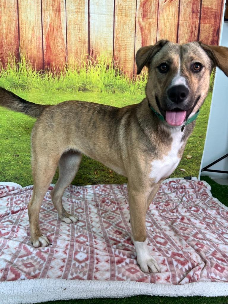 Enlarge Dory, a Adoptable German Shepherd Dog in Brookings, OR image 2/3