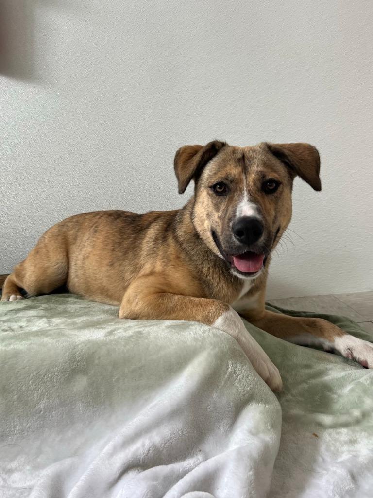 Enlarge Dory, a Adoptable German Shepherd Dog in Brookings, OR image 3/3