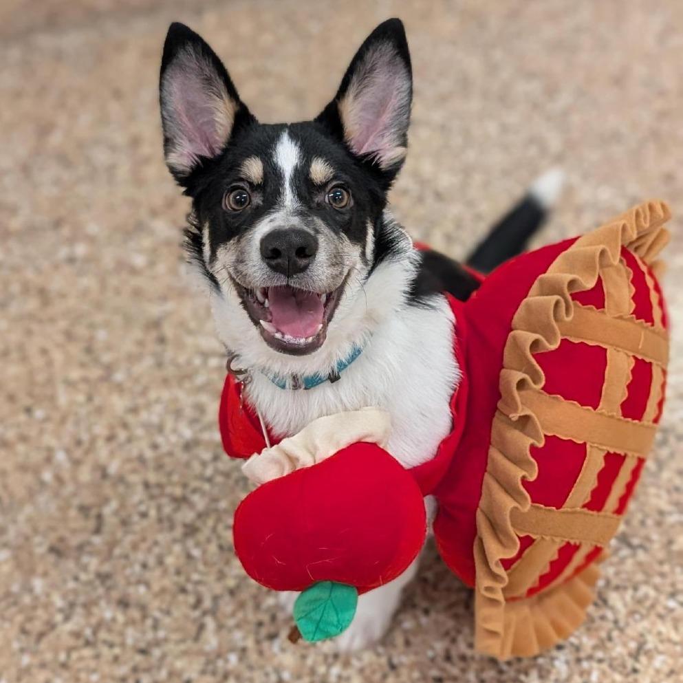 Mr. Heckles, Adoptable, Puppy Male Cattle Dog & Mixed Breed.