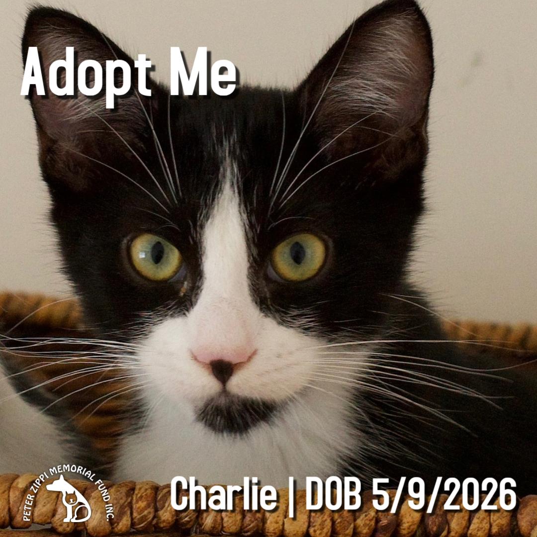 Charlie, Adopted, Kitten Male Domestic Short Hair & Tuxedo.