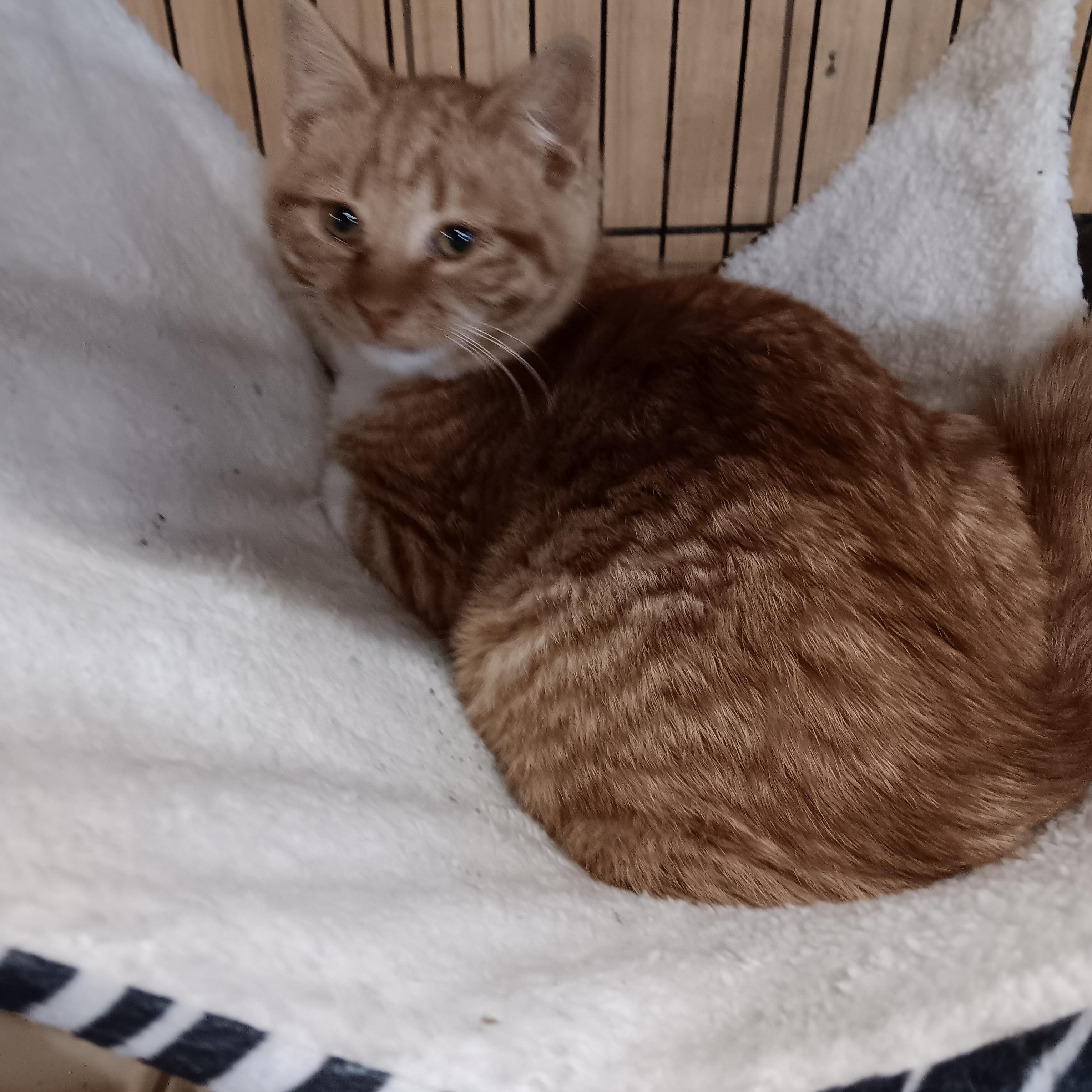 Cheeto, a ADOPTABLE Domestic Short Hair in Blairsville, GA image 2/2