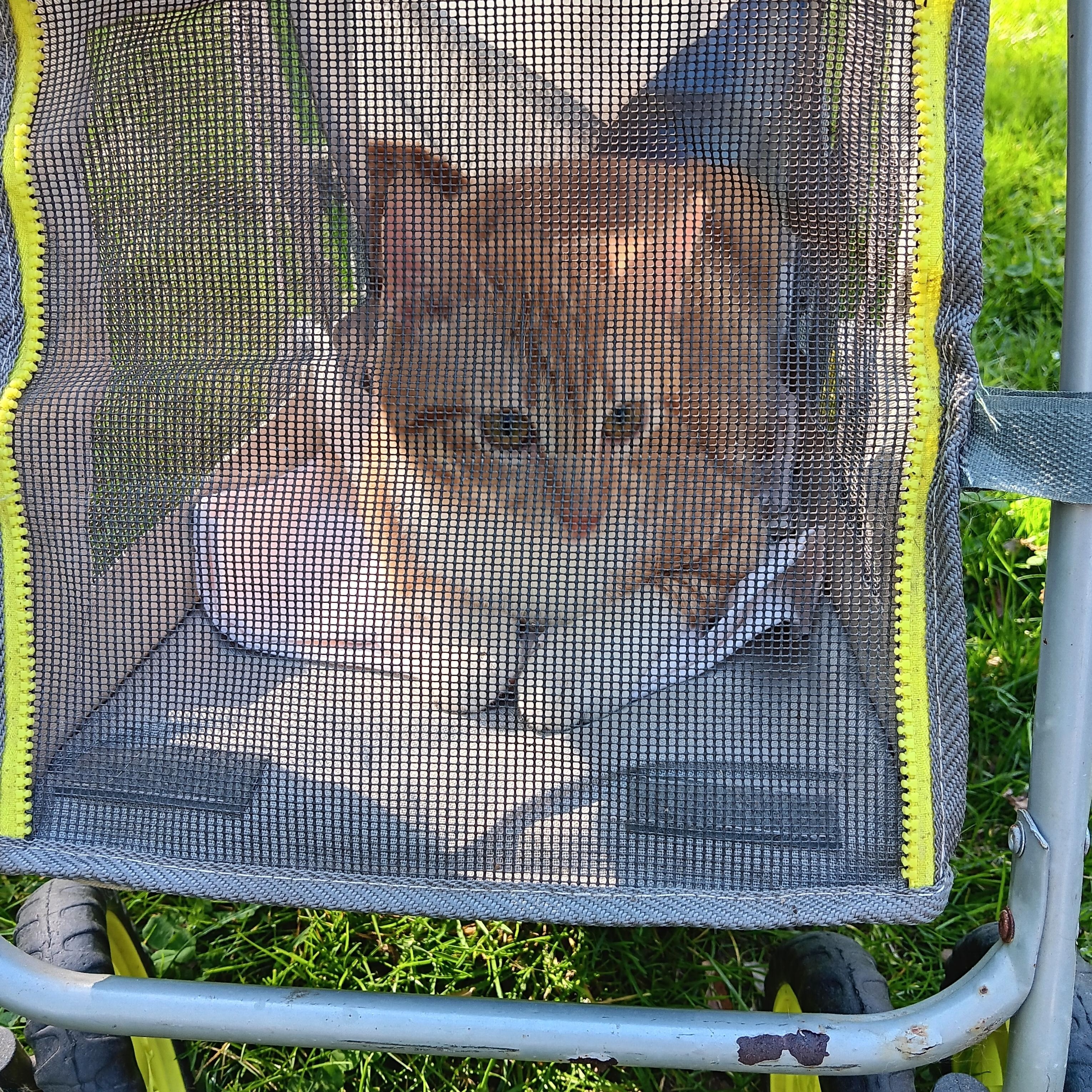 Enlarge Cheeto, an adopted Domestic Short Hair in Blairsville, GA image 4/4