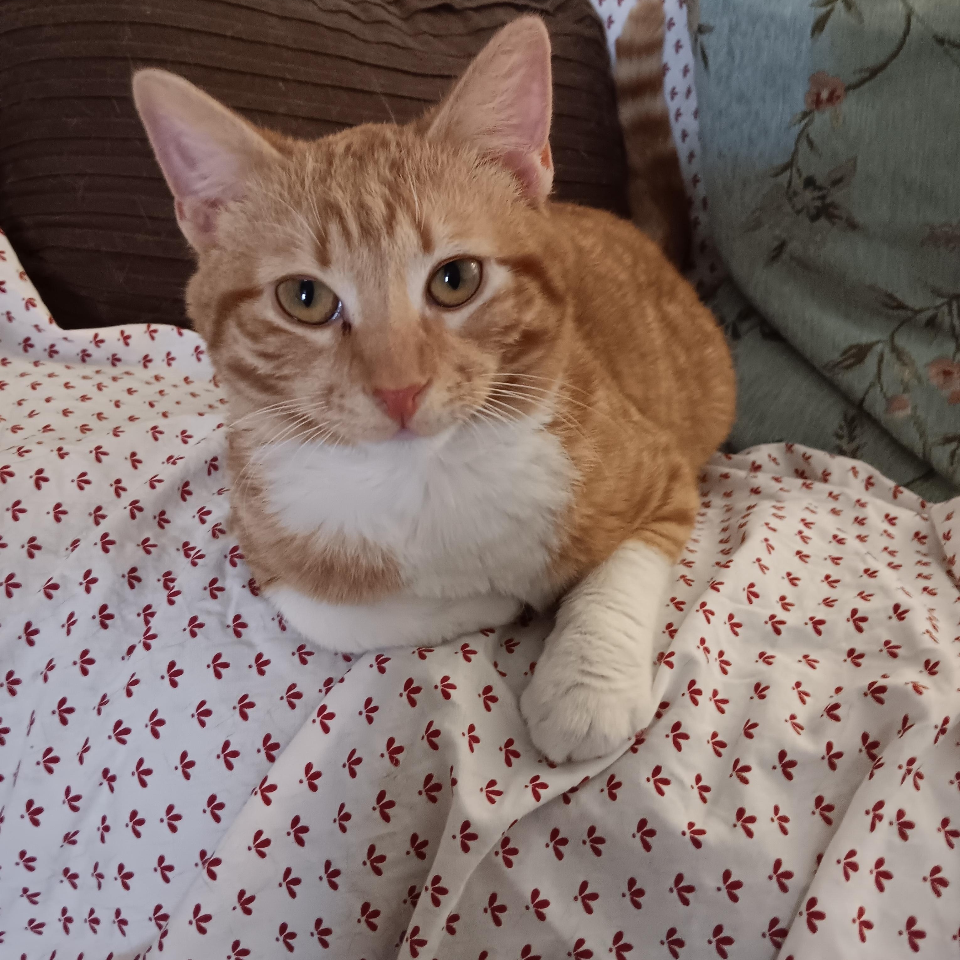 Enlarge Cheeto, an adopted Domestic Short Hair in Blairsville, GA image 1/4