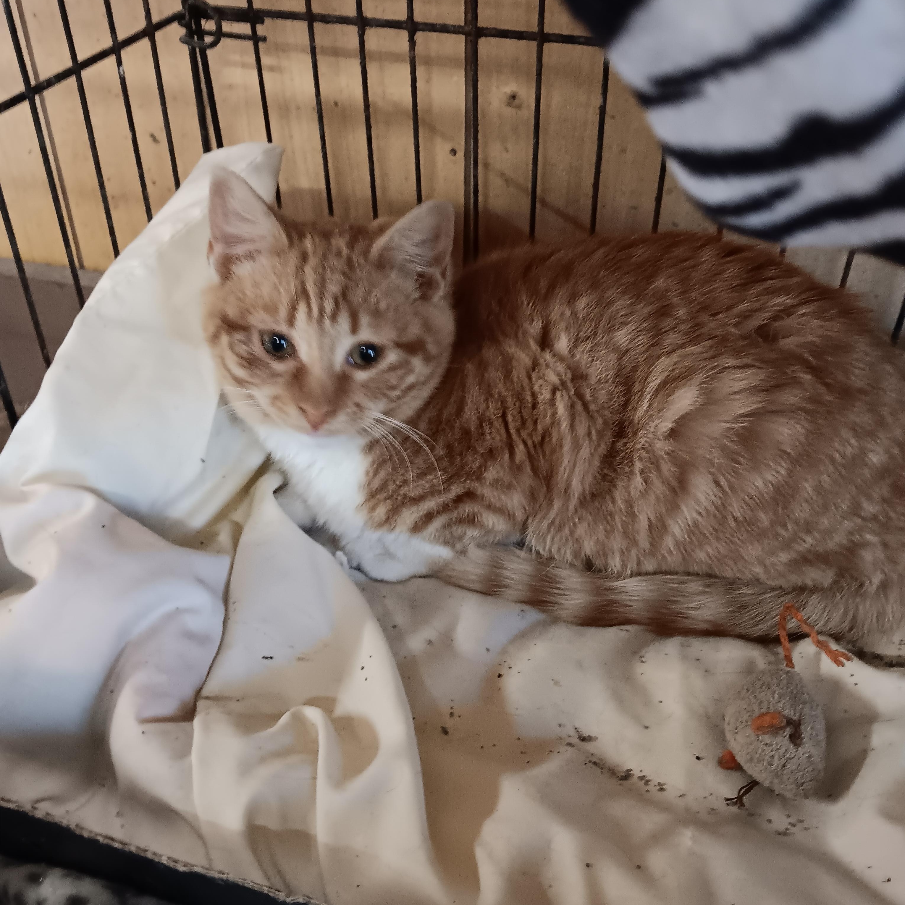 Cheeto, a ADOPTABLE Domestic Short Hair in Blairsville, GA image 1/2