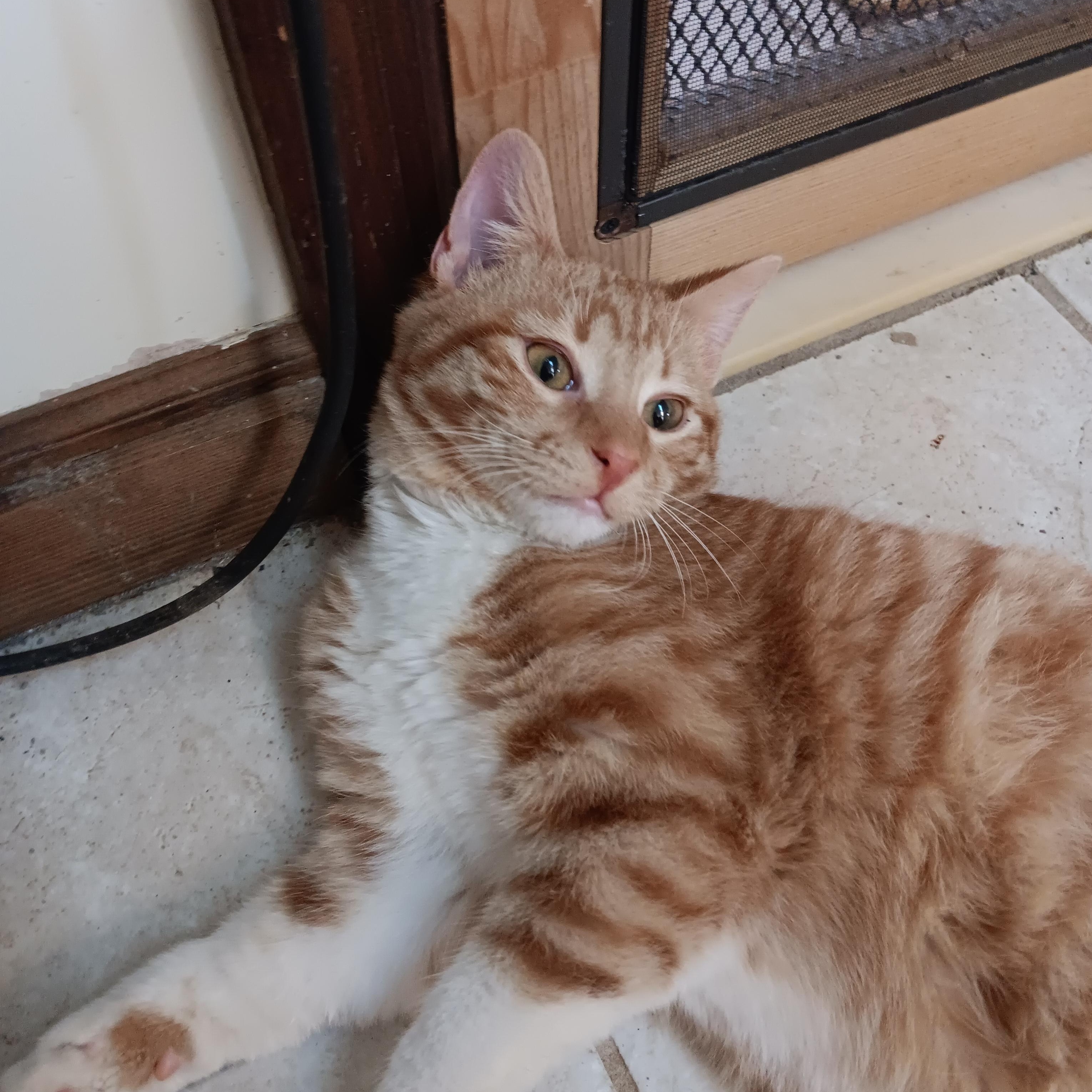 Enlarge Cheeto, a ADOPTABLE Domestic Short Hair in Blairsville, GA image 4/4