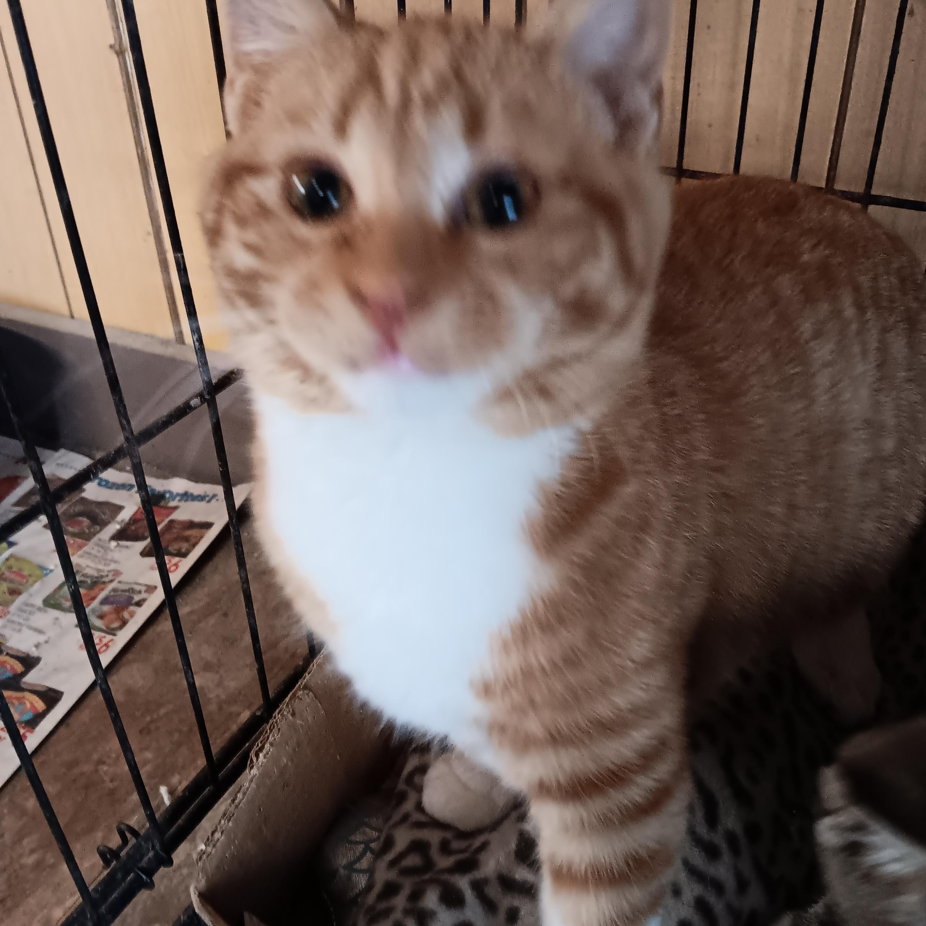 Enlarge Cheeto, a ADOPTABLE Domestic Short Hair in Blairsville, GA image 3/3