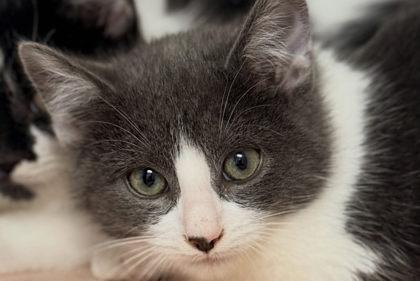 Rylan, Adoptable, Kitten Male Domestic Short Hair & Domestic Short Hair.