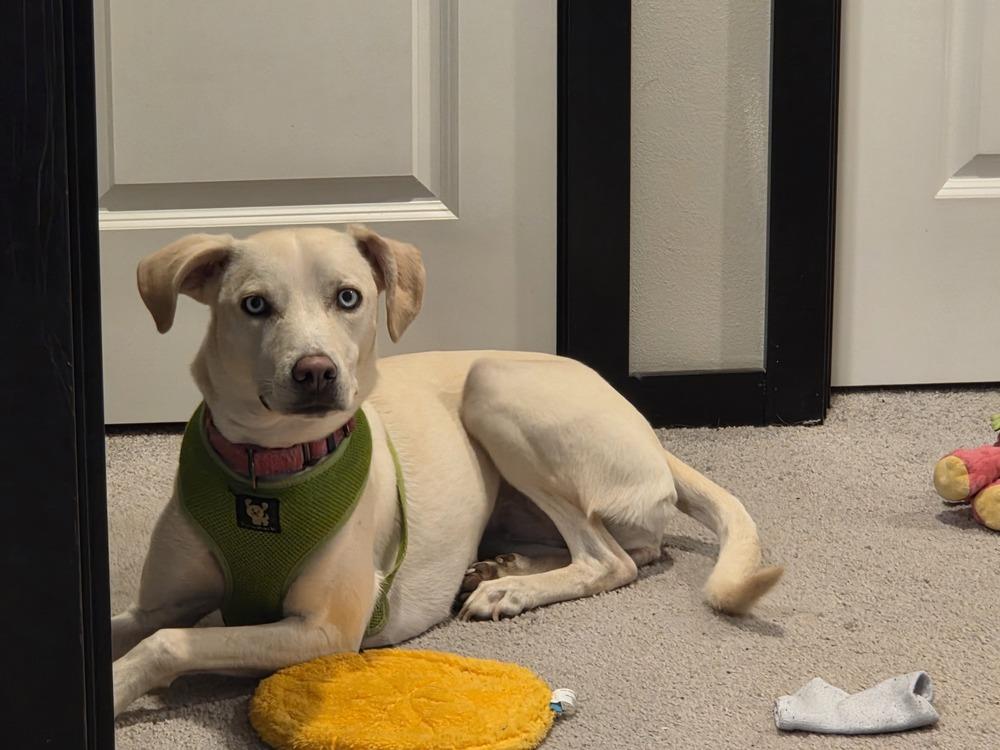 Star, Adoptable, Adult Female Whippet.