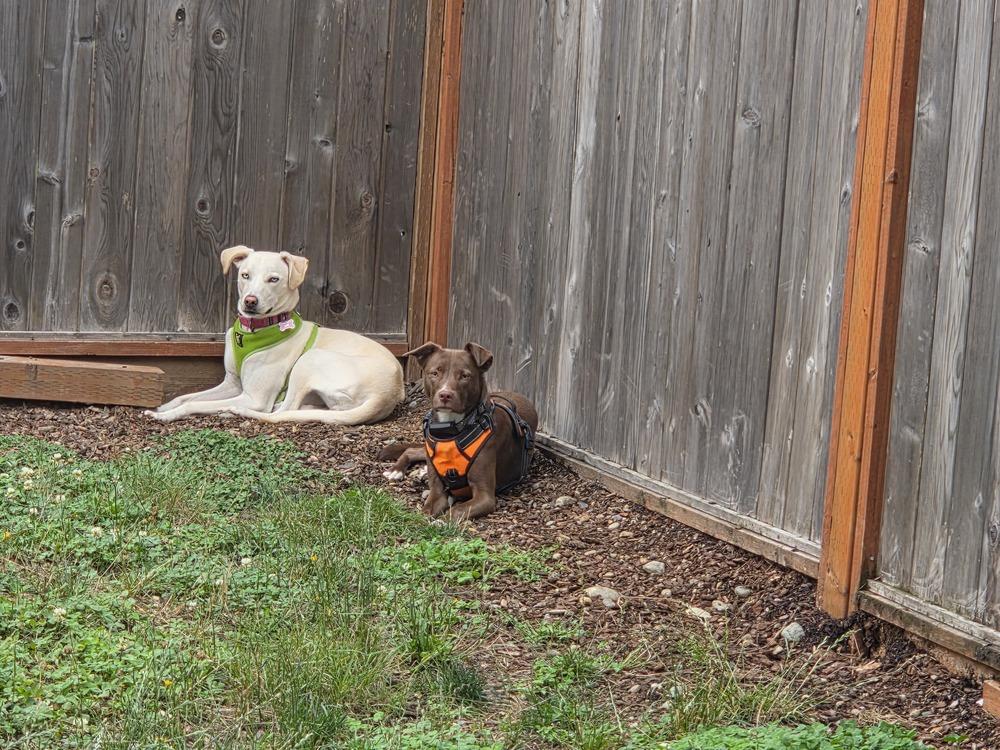 Enlarge Star, a Adoptable mixed breed in Gig Harbor, WA image 2/4