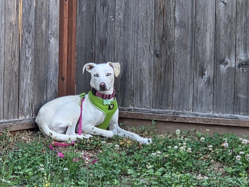 Enlarge Star, a Adoptable mixed breed in Gig Harbor, WA image 3/4