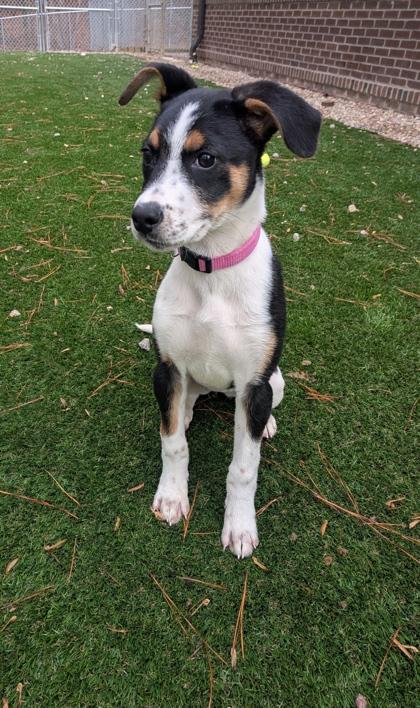 Kiki `Maizey`, Adoptable, Puppy Female Mixed Breed & Mixed Breed.