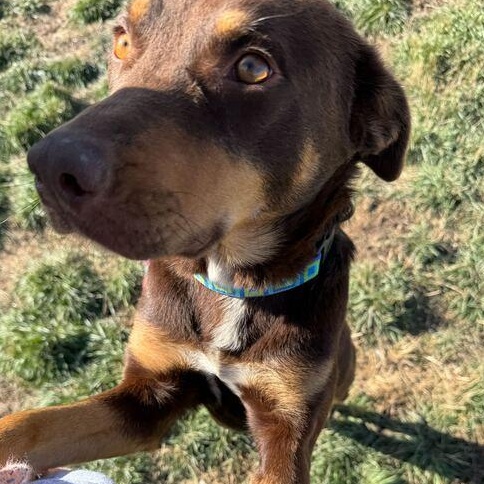 Butter, Adoptable, Young Female Australian Kelpie.