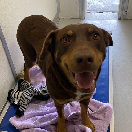 Butter, a Adoptable mixed breed in Driggs, ID image 3/4