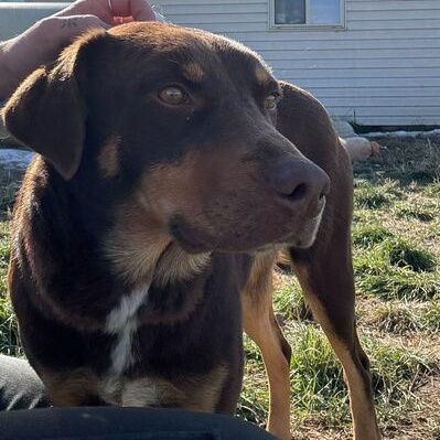 Butter, a Adoptable mixed breed in Driggs, ID image 4/4