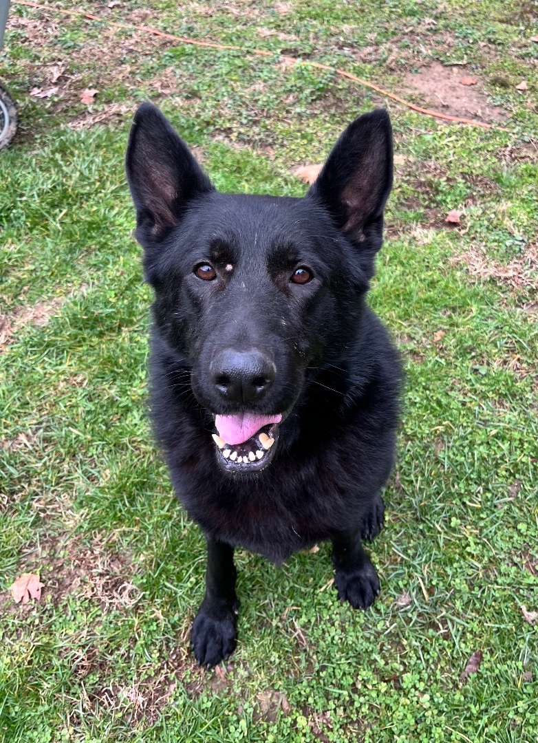 Enlarge Creed, a Adoptable German Shepherd Dog in Lucasville, OH image 1/3
