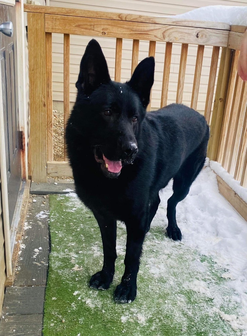 Enlarge Creed, a Adoptable German Shepherd Dog in Lucasville, OH image 2/3