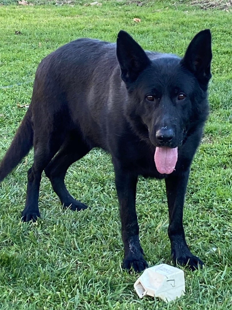 Creed, an adoptable German Shepherd Dog in Lucasville, OH, 45648 | Photo Image 2