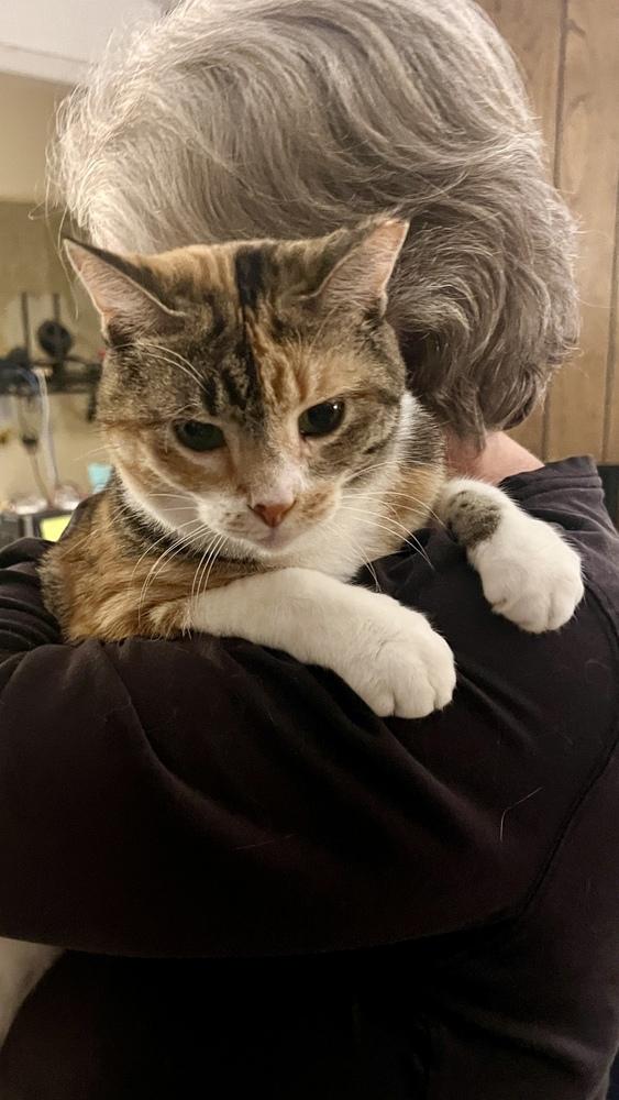 Cheeky (CL-C), Adoptable, Adult Female Calico.