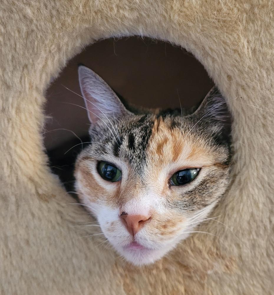Enlarge Cheeky (CL-C), a Adoptable mixed breed in Austin, TX image 5/5