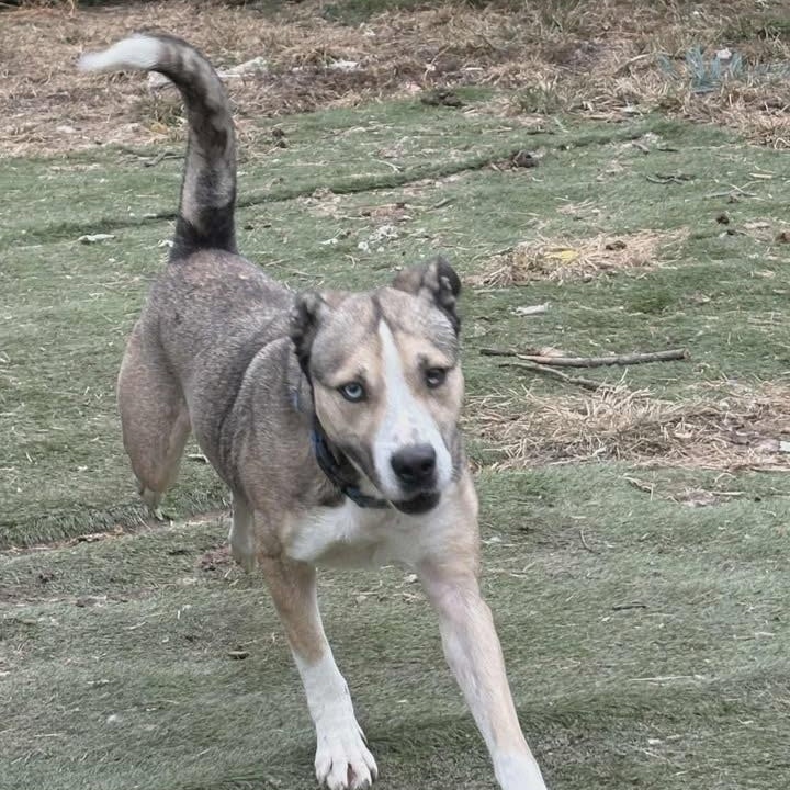 Yukon, a Adopted mixed breed in Speedway, IN image 2/6