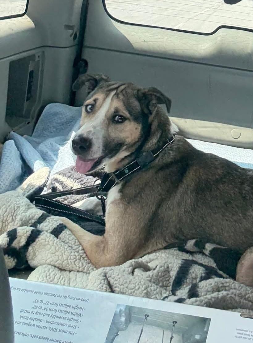 Yukon, Adopted, Young Male Siberian Husky & American Staffordshire Terrier.