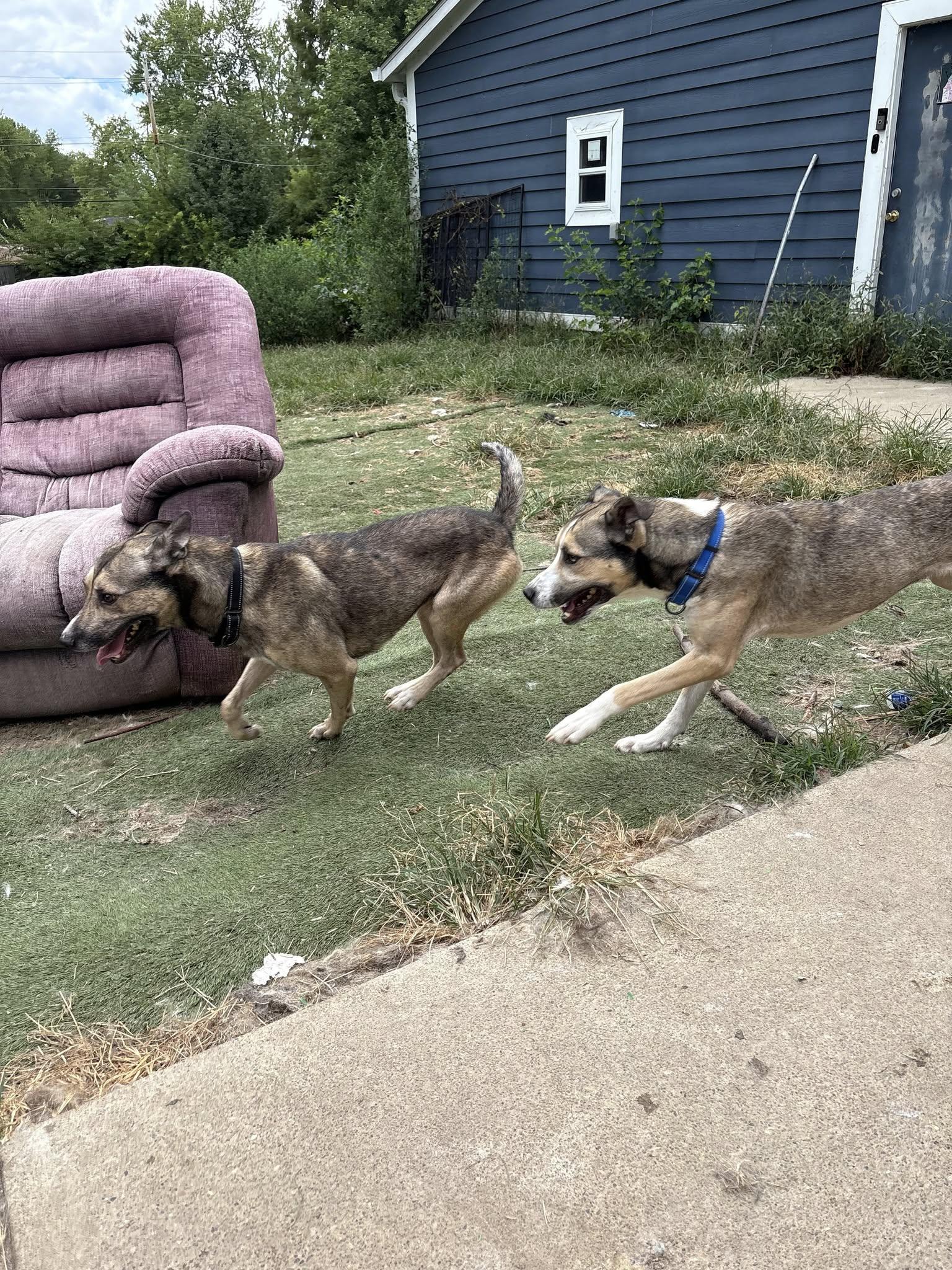 Yukon, a Adopted mixed breed in Speedway, IN image 6/6