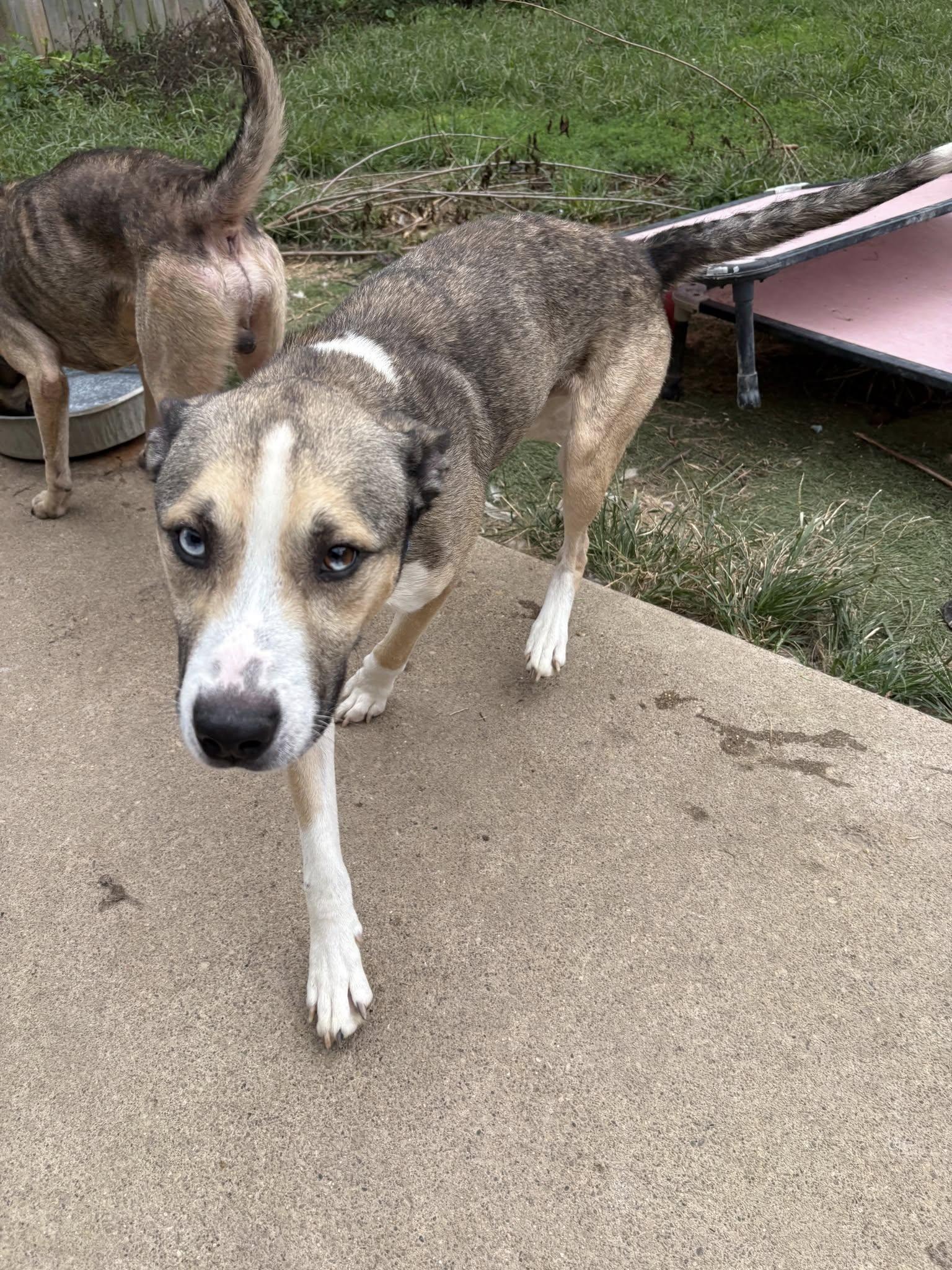 Yukon, a Adopted mixed breed in Speedway, IN image 4/6