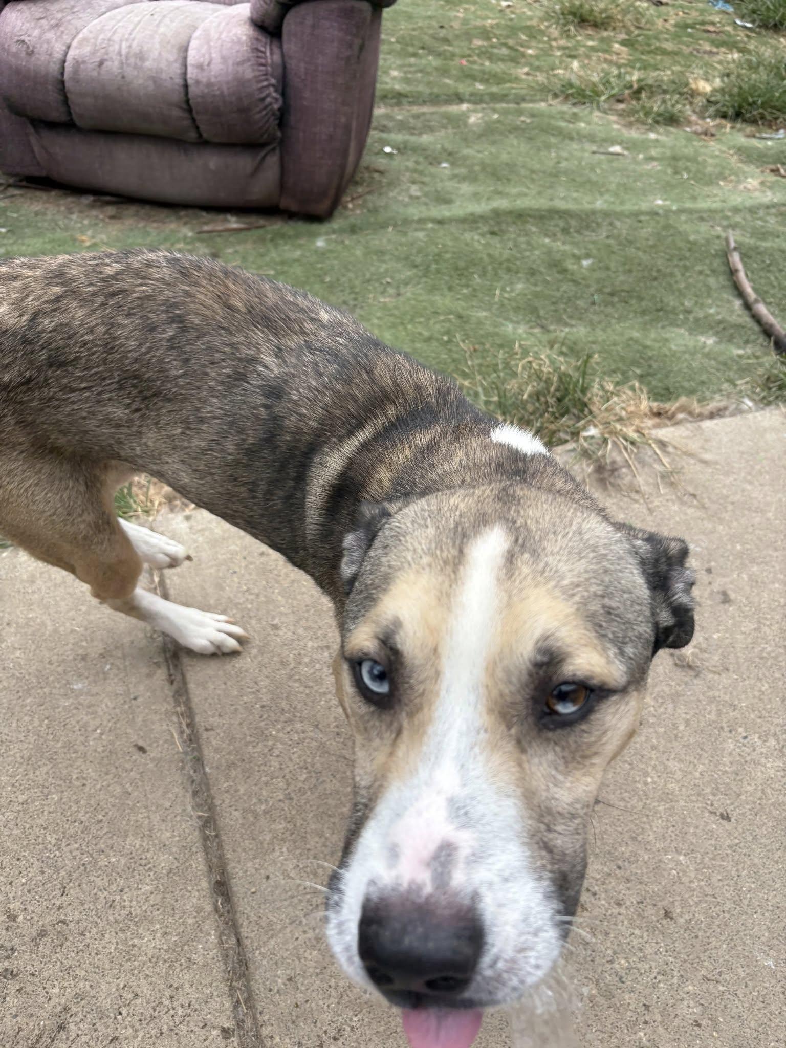 Yukon, a Adopted mixed breed in Speedway, IN image 5/6