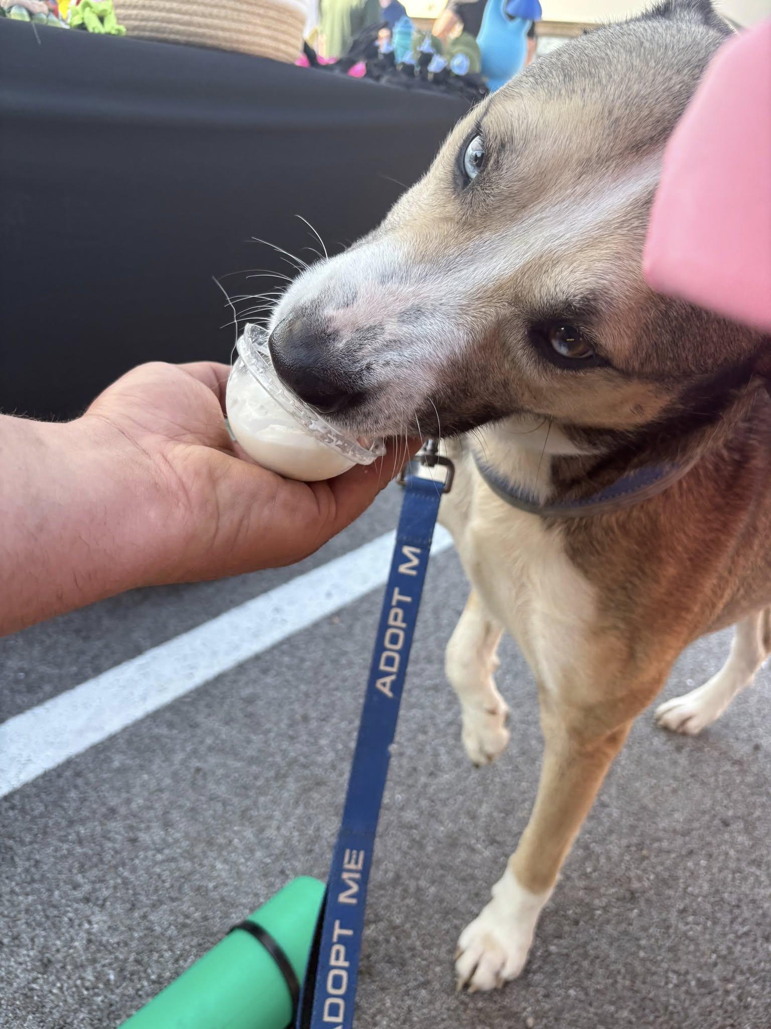 Yukon, a Adopted mixed breed in Speedway, IN image 3/6
