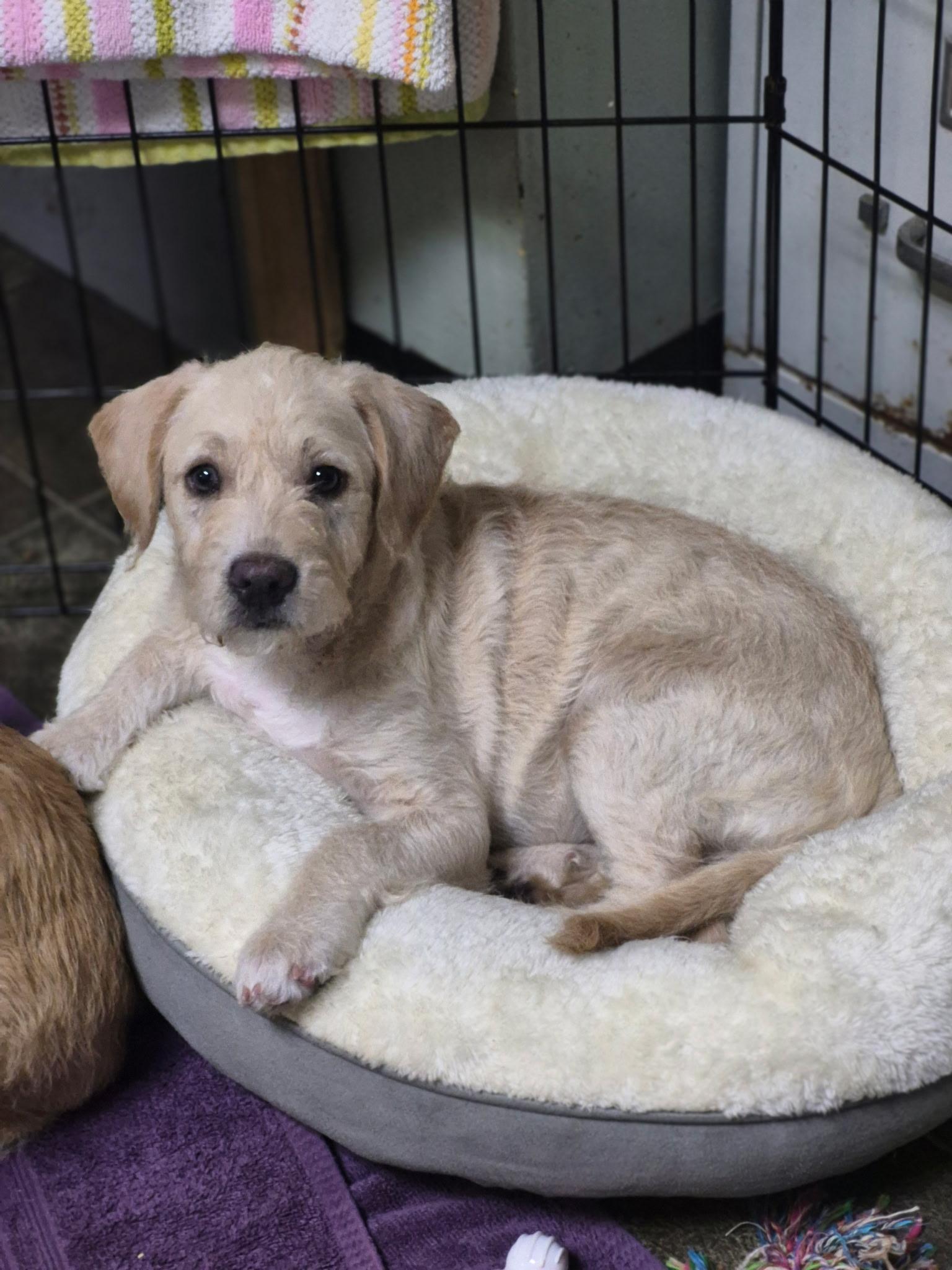 Enlarge Brielle, an adopted mixed breed in Los Angeles, CA image 1/1