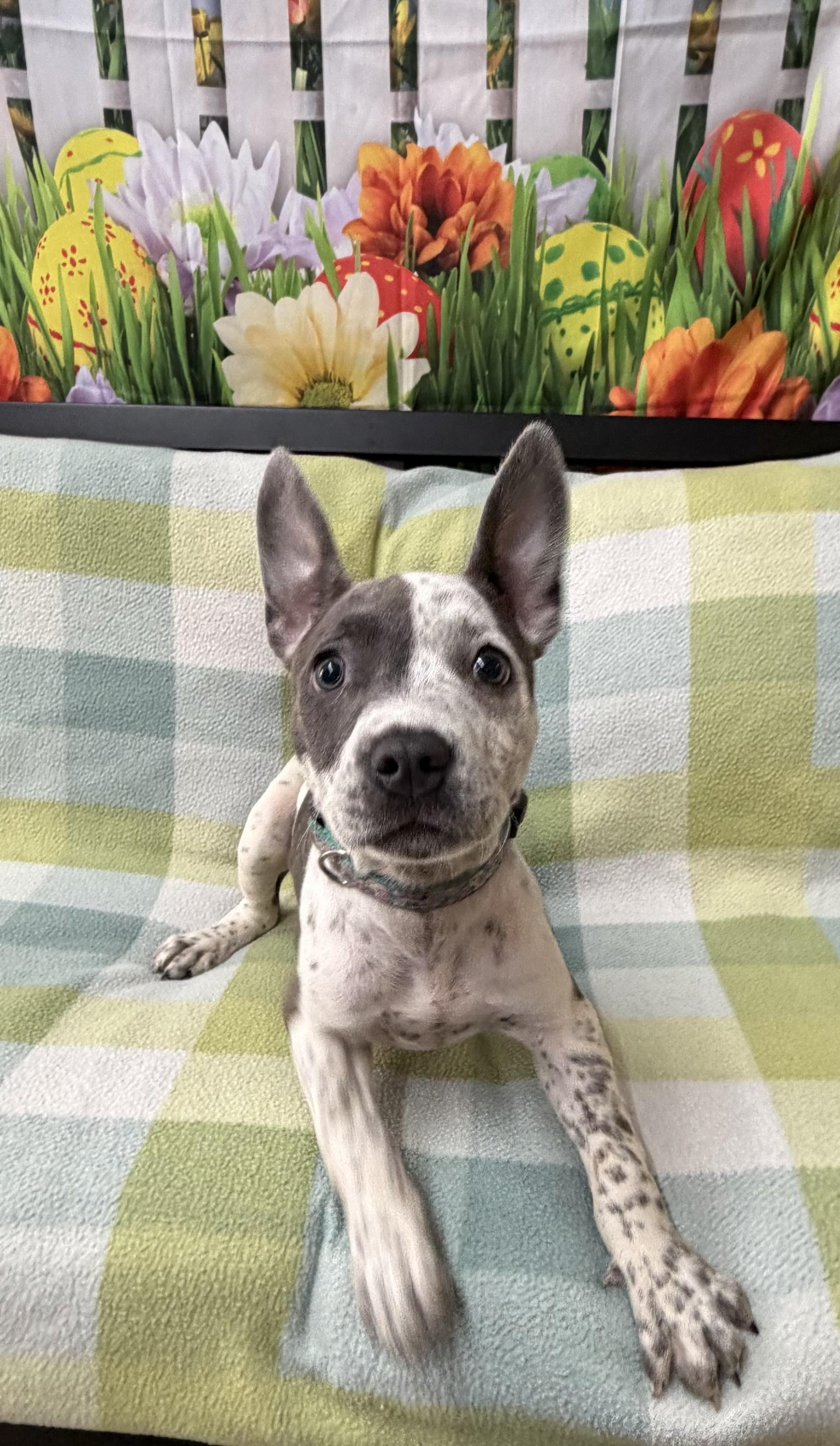 Zendaya, ADOPTABLE, Puppy Female Bull Terrier & Staffordshire Bull Terrier.