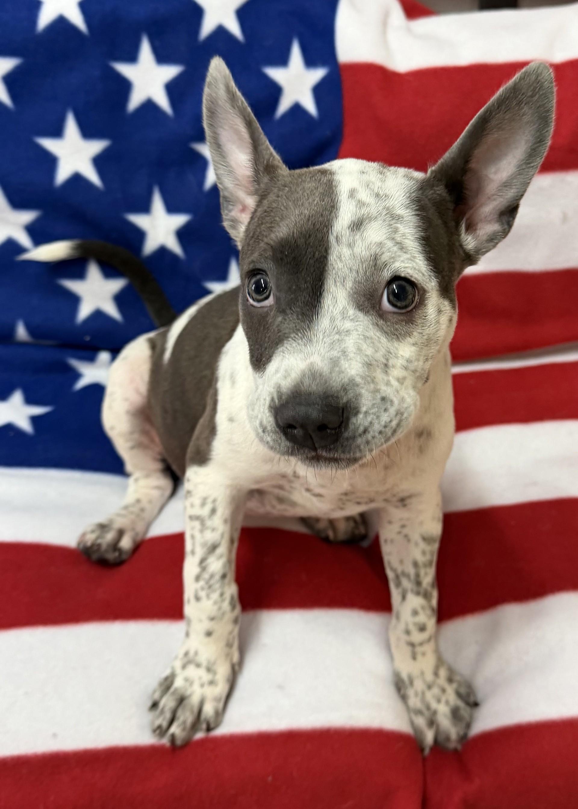 Enlarge Zendaya, a ADOPTABLE mixed breed in Grove, OK image 2/2