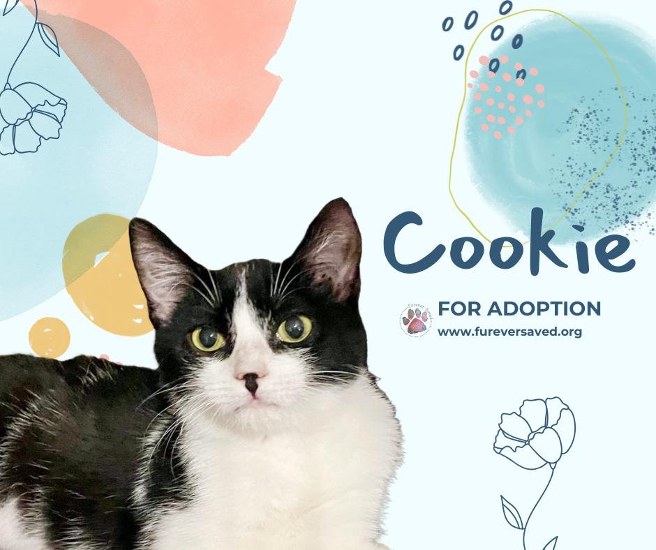 Cookie photo 2