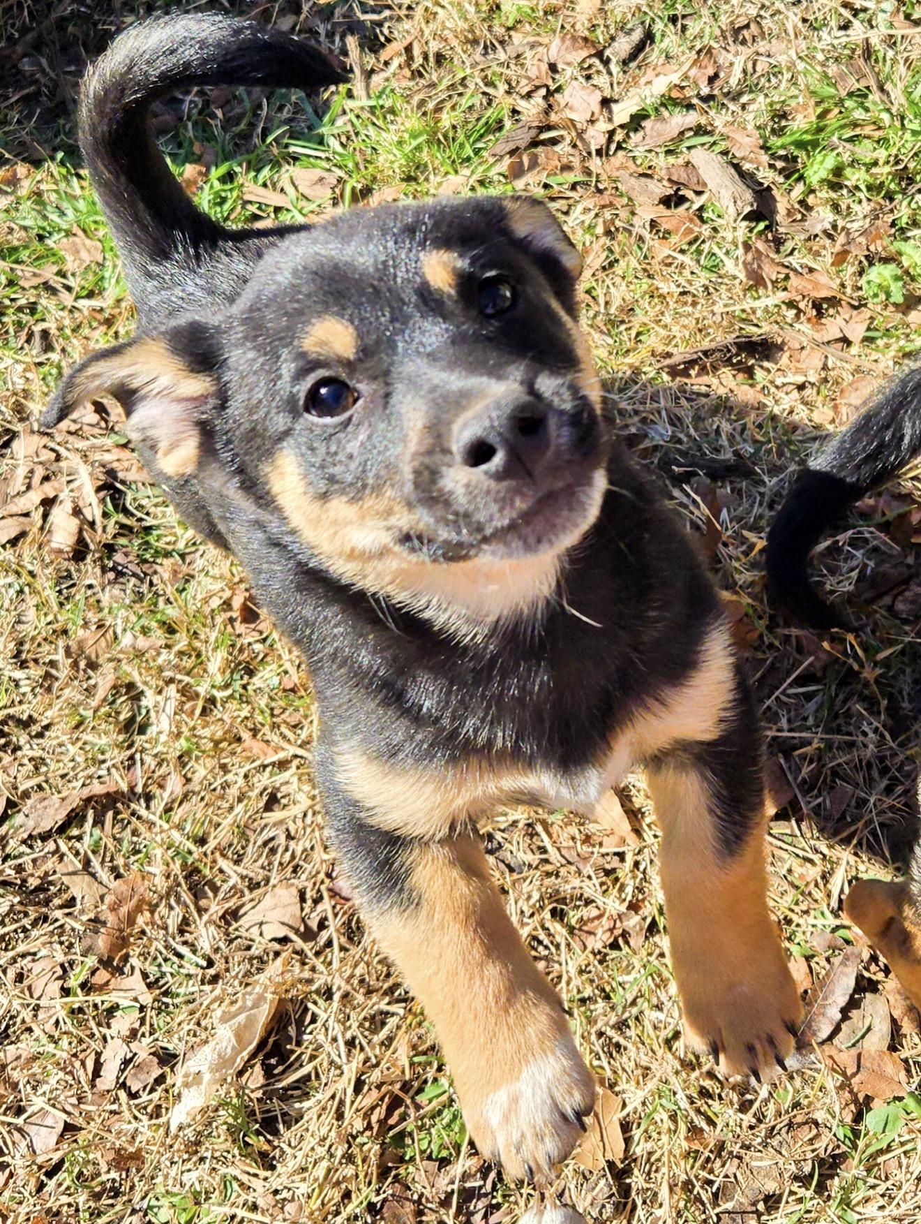 Salem, Adoptable, Puppy Male Chihuahua & Dachshund.