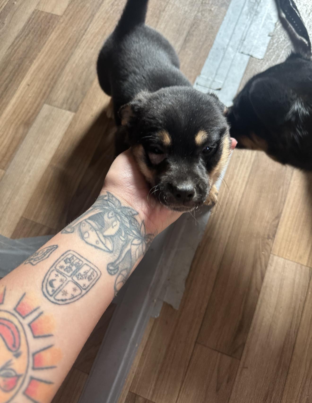 Enlarge Salem, a Adoptable mixed breed in Houston, TX image 2/2