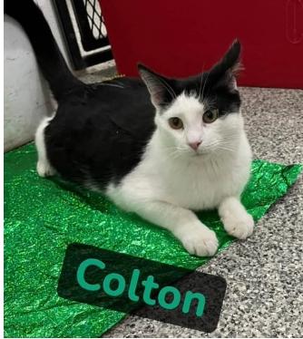 Enlarge Colton, a Adoptable American Shorthair in Ridgway, PA image 1/1