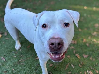 Blanco, Adoptable, Young Male American Bulldog & Mixed Breed.
