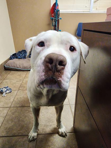 Enlarge Blanco, a Adoptable Mixed Breed in Gainesville, FL image 1/2