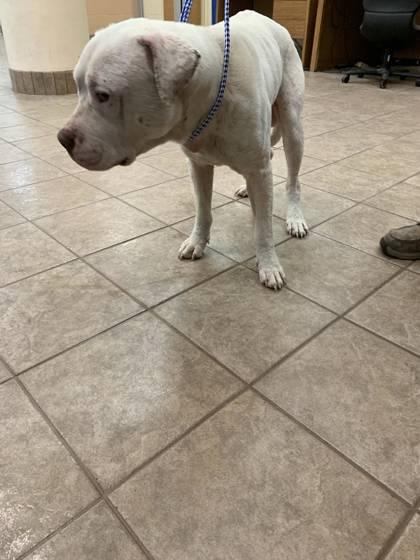 Enlarge Blanco, a Adoptable Mixed Breed in Gainesville, FL image 2/2