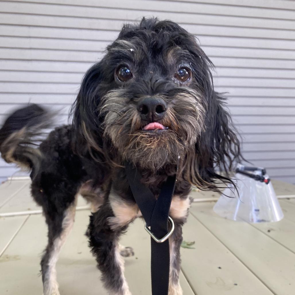 Rodney, Adoptable, Adult Male Miniature Poodle & Mixed Breed.