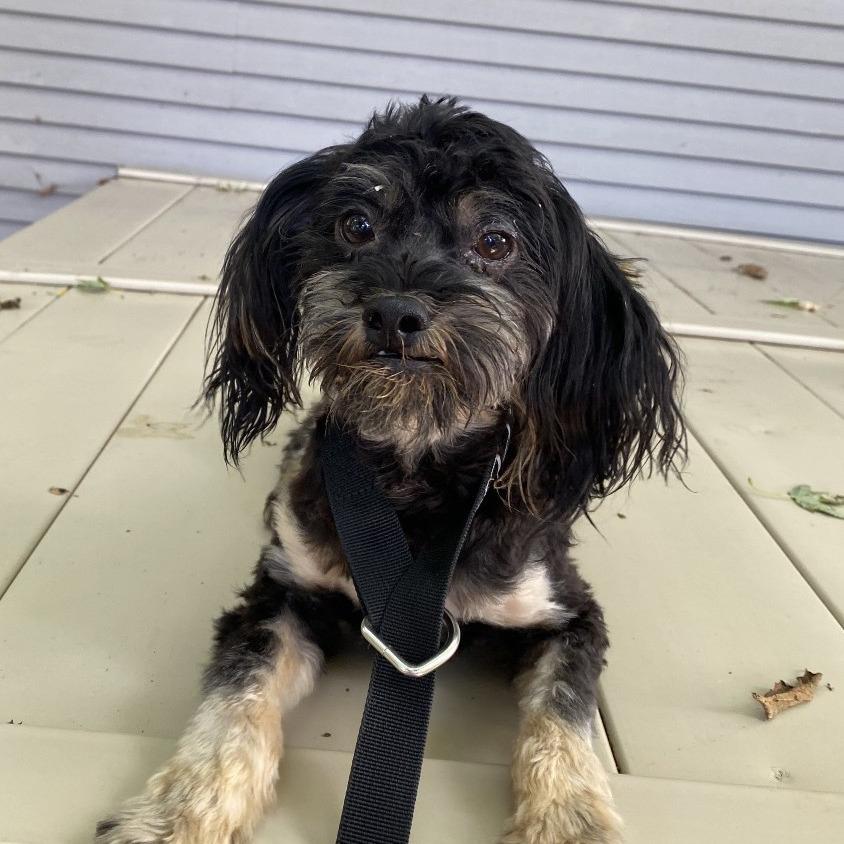 Enlarge Rodney, a Adoptable mixed breed in Madison, WI image 2/6