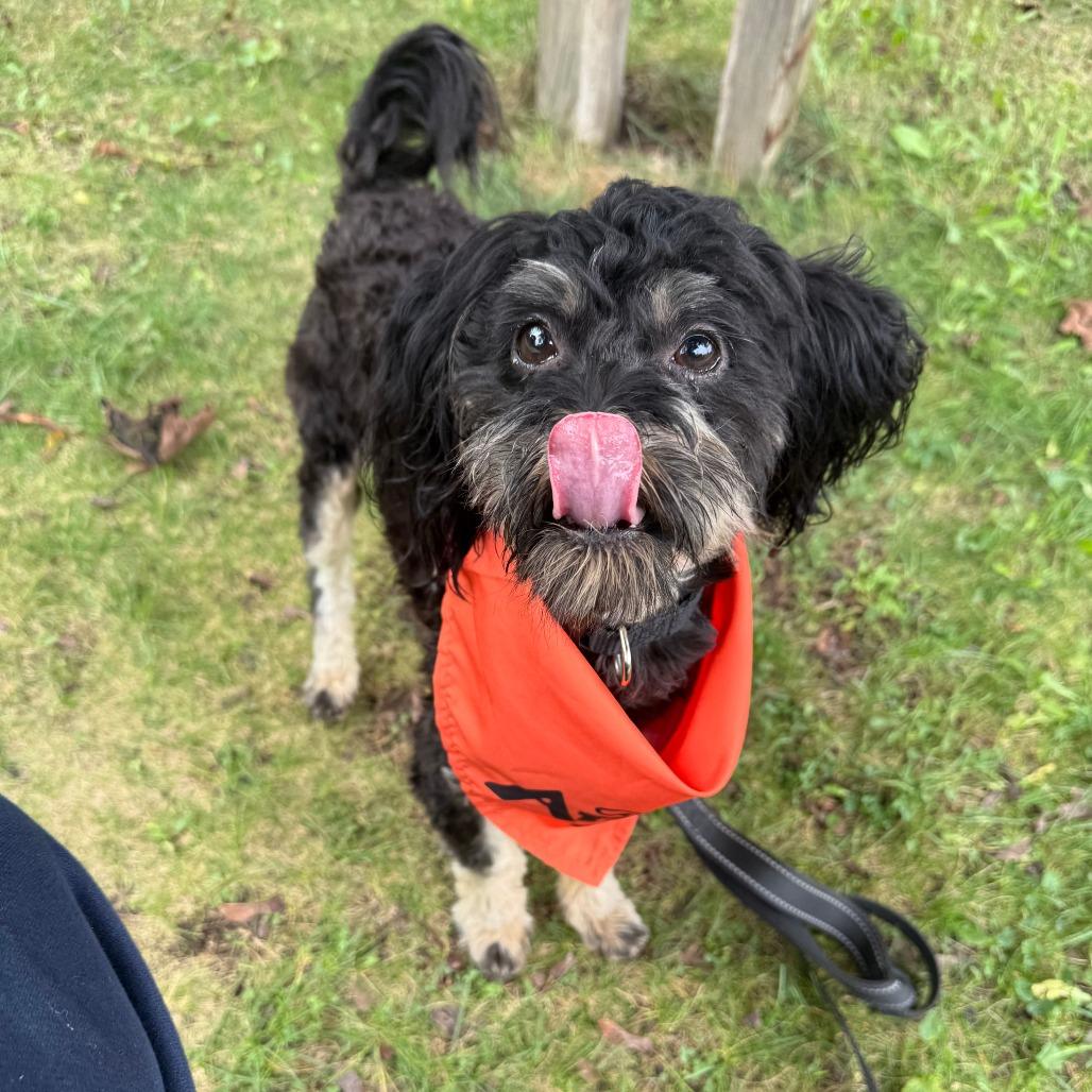Enlarge Rodney, a Adoptable mixed breed in Madison, WI image 3/6