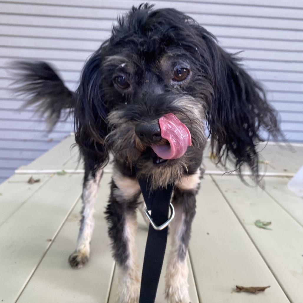Enlarge Rodney, a Adoptable mixed breed in Madison, WI image 5/6