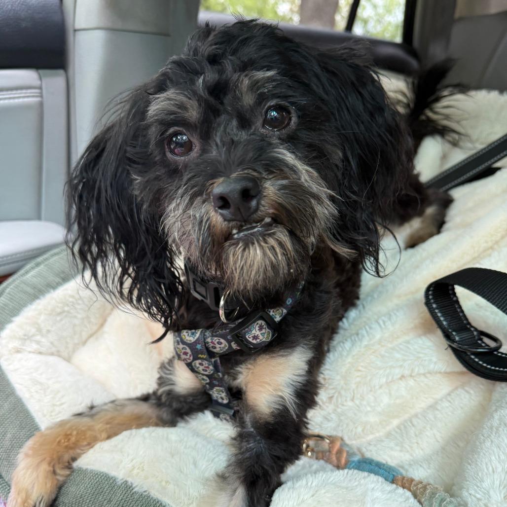 Enlarge Rodney, a Adoptable mixed breed in Madison, WI image 6/6