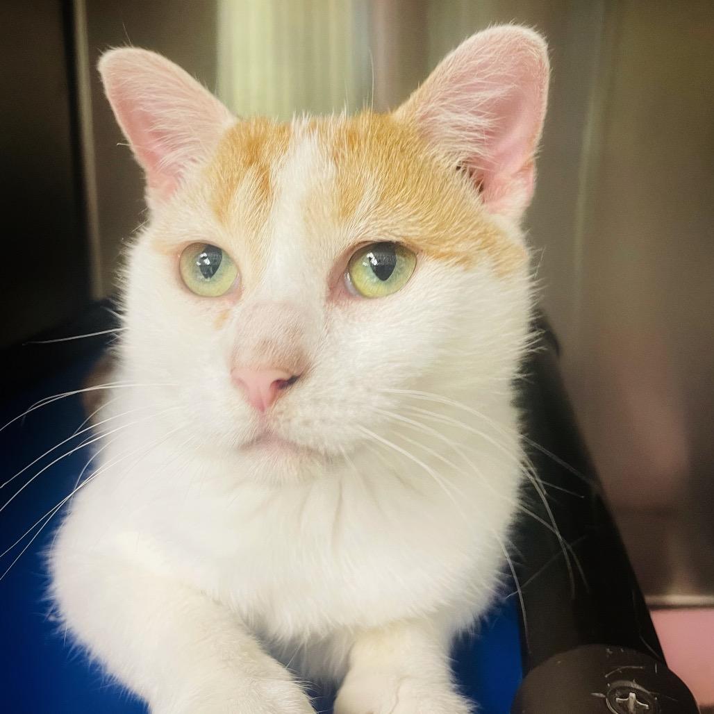 Enlarge Peanut available through our Foster to Adopt Program, a Adoptable Domestic Short Hair in Columbia Station, OH image 1/6